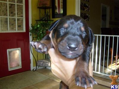 Doberman Pinscher Puppies in FL